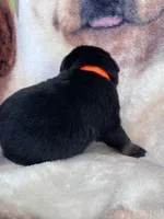 Big Boy Mr Orange , a male Rottweiler for sale in Columbus, GA – 3 of 4
