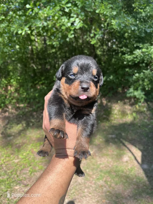 Big Boy Mr Gray  – Rottweiler puppy for sale in Columbus, GA