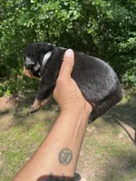 Big Boy Mr Gray , a male Rottweiler for sale in Columbus, GA – 4 of 4