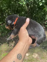 Big Boy Mr Orange , a male Rottweiler for sale in Columbus, GA – 4 of 4