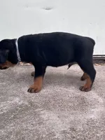 Big Boy Mr Gray , a male Rottweiler for sale in Columbus, GA – 2 of 4
