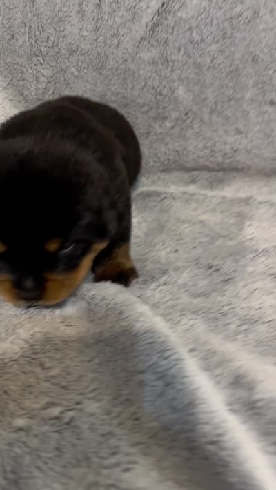 Pretty Girl Miss Sky Blue , a female Rottweiler for sale in Columbus, GA – 4 of 4