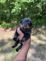 Big Boy Mr Yellow , a male Rottweiler for sale in Columbus, GA – 3 of 3