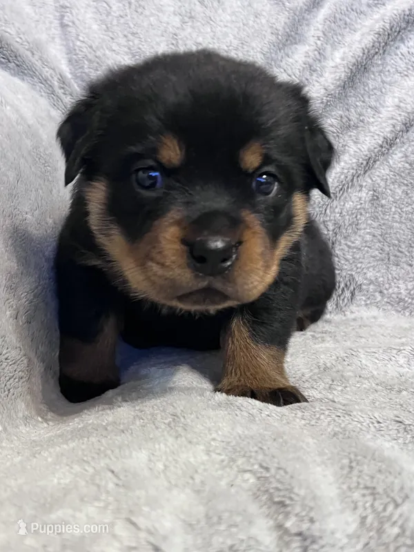 Pretty Girl Miss Sky Blue  – Rottweiler puppy for sale in Columbus, GA