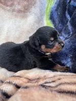 Miss Pretty Girl Plum, a female Rottweiler for sale in Columbus, GA – 4 of 4