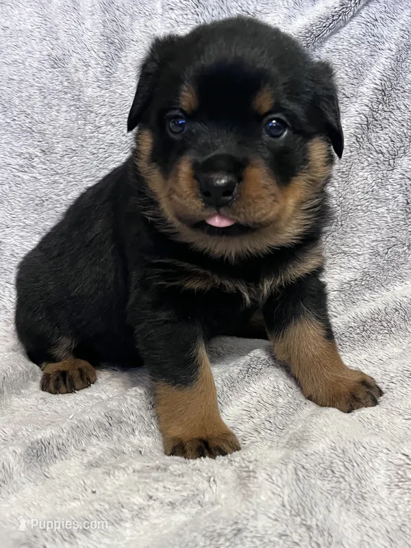 Pretty Girl Miss Purple  – Rottweiler puppy for sale in Columbus, GA