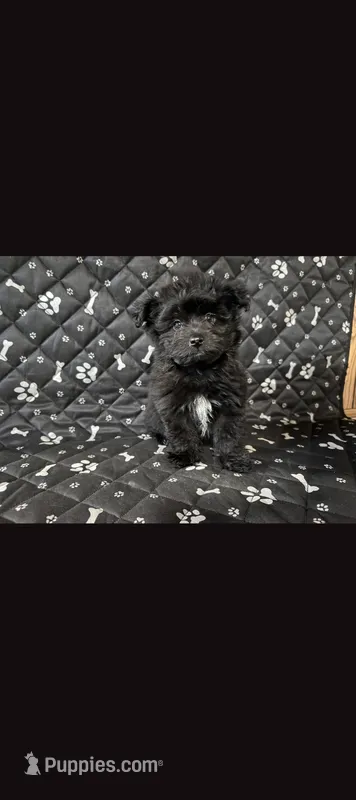 Buster – Shorkie puppy for sale in Royal Oak, MI