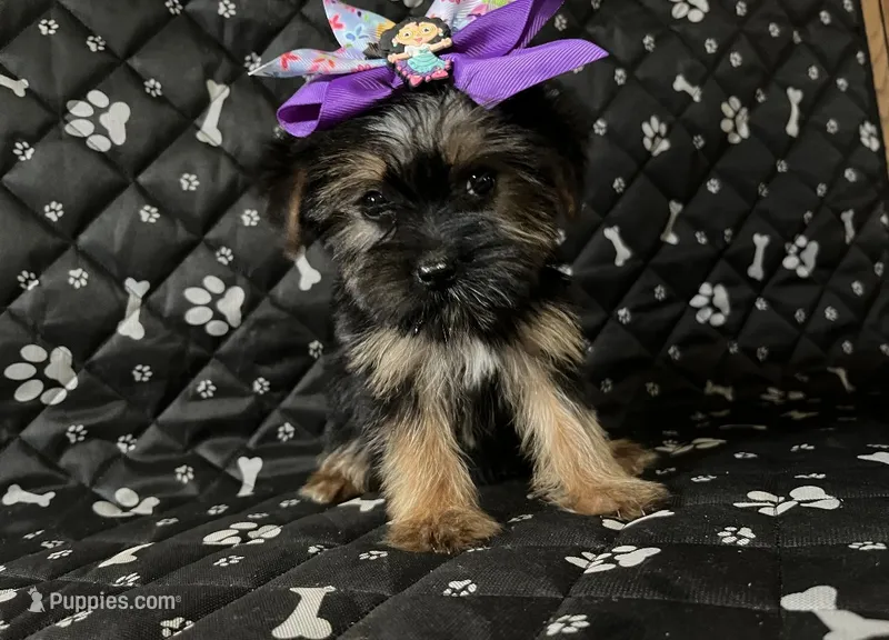 Lily – Yorkshire Terrier puppy for sale in Royal Oak, MI