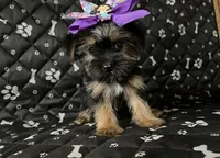 Lily, a female Yorkshire Terrier for sale in Royal Oak, MI – 1 of 1