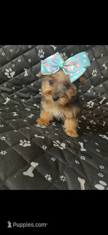 Bella – Yorkshire Terrier puppy for sale in Royal Oak, MI