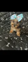 Bella, a female Yorkshire Terrier for sale in Royal Oak, MI – 1 of 1