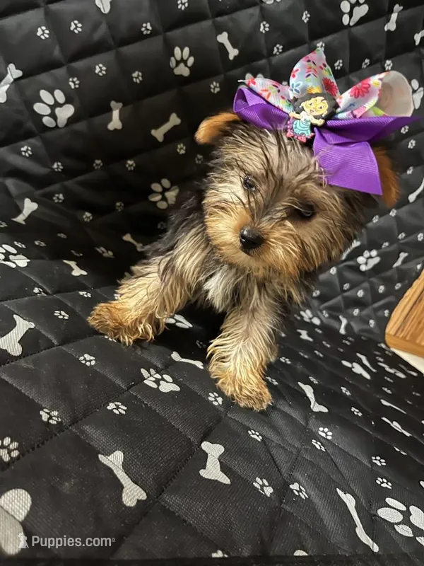 Lilly – Yorkshire Terrier puppy for sale in Royal Oak, MI