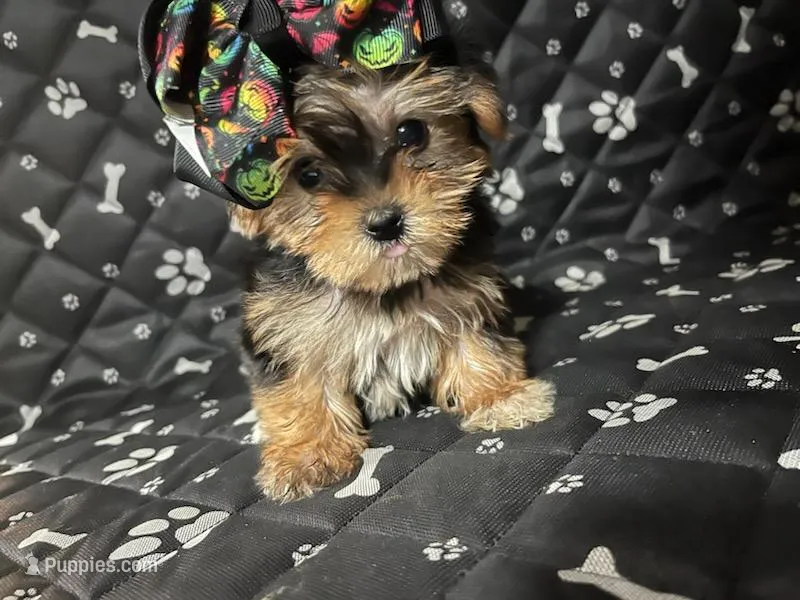 Minny – Yorkshire Terrier puppy for sale in Royal Oak, MI