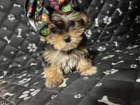 Minny, a female Yorkshire Terrier for sale in Royal Oak, MI – 1 of 1