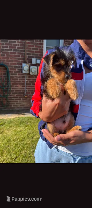 Max – Yorkshire Terrier puppy for sale in Royal Oak, MI