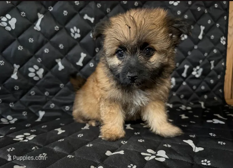 Bennie  – Shorkie puppy for sale in Royal Oak, MI