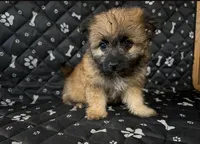 Bennie , a male Shorkie for sale in Royal Oak, MI – 1 of 1