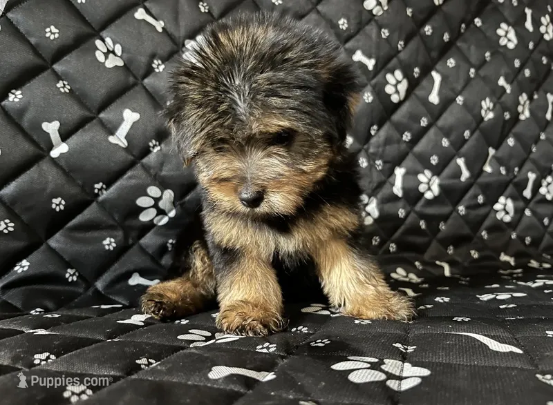 Maxx – Yorkshire Terrier puppy for sale in Royal Oak, MI