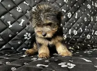 Maxx, a male Yorkshire Terrier for sale in Royal Oak, MI – 1 of 1