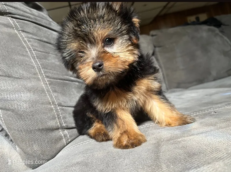 Teenie  – Yorkshire Terrier puppy for sale in Royal Oak, MI