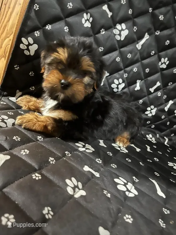 Buffy – Yorkshire Terrier puppy for sale in Royal Oak, MI