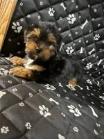 Buffy, a male Yorkshire Terrier for sale in Royal Oak, MI – 1 of 1
