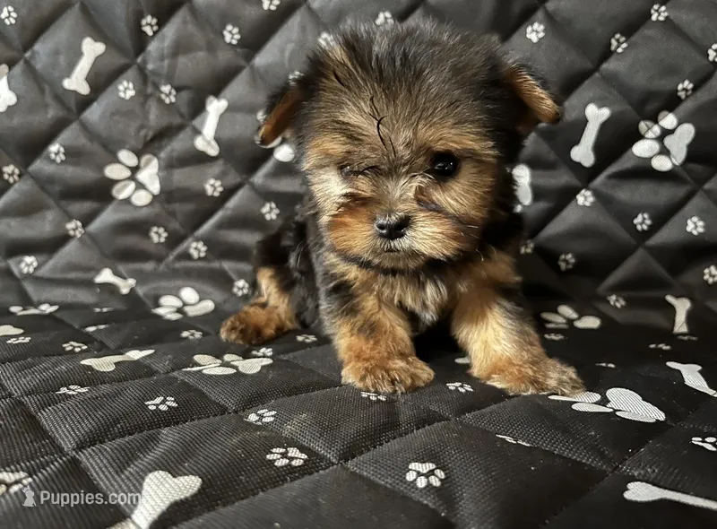 Teenie  – Yorkshire Terrier puppy for sale in Royal Oak, MI