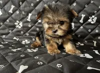 Teenie , a male Yorkshire Terrier for sale in Royal Oak, MI – 1 of 1