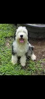 Penelope , a female Sheepadoodle for sale in Toccoa, GA – 4 of 4