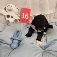 Puppy #16, a male Sheepadoodle for sale in Toccoa, GA – 1 of 4