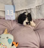 Puppy #13, a female Sheepadoodle for sale in Toccoa, GA – 2 of 4