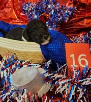 Puppy #16, a male Sheepadoodle for sale in Toccoa, GA – 1 of 2
