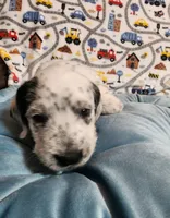 Fidget, a male Poodle - Standard  for sale in Toccoa, GA – Photo 4 of 8