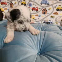 Fidget SPRING BREAK SPECIAL , a male Poodle - Standard  for sale in Toccoa, GA – Photo 7 of 9