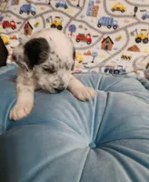 Fidget, a male Poodle - Standard  for sale in Toccoa, GA – Photo 2 of 8