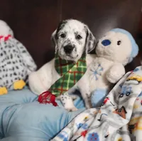 Fidget, a male Poodle - Standard  for sale in Toccoa, GA – Photo 8 of 8