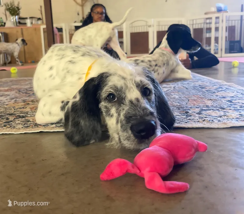 Fidget SPRING SPECIAL  – Poodle - Standard  puppy for sale in Toccoa, GA