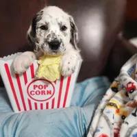 Fidget SPRING BREAK SPECIAL , a male Poodle - Standard  for sale in Toccoa, GA – Photo 2 of 9