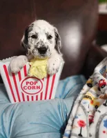 Fidget, a male Poodle - Standard  for sale in Toccoa, GA – Photo 7 of 8