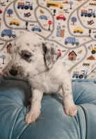 Fidget, a male Poodle - Standard  for sale in Toccoa, GA – Photo 5 of 8