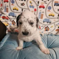 Fidget SPRING BREAK SPECIAL , a male Poodle - Standard  for sale in Toccoa, GA – Photo 8 of 9