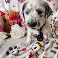 Fidget SPRING BREAK SPECIAL , a male Poodle - Standard  for sale in Toccoa, GA – Photo 6 of 9