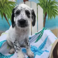 Fidget SPRING BREAK SPECIAL , a male Poodle - Standard  for sale in Toccoa, GA – Photo 1 of 9