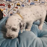 Fidget SPRING BREAK SPECIAL , a male Poodle - Standard  for sale in Toccoa, GA – Photo 9 of 9