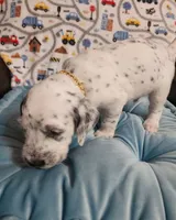 Fidget, a male Poodle - Standard  for sale in Toccoa, GA – Photo 6 of 8