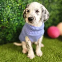 Fidget SPRING BREAK SPECIAL , a male Poodle - Standard  for sale in Toccoa, GA – Photo 4 of 9