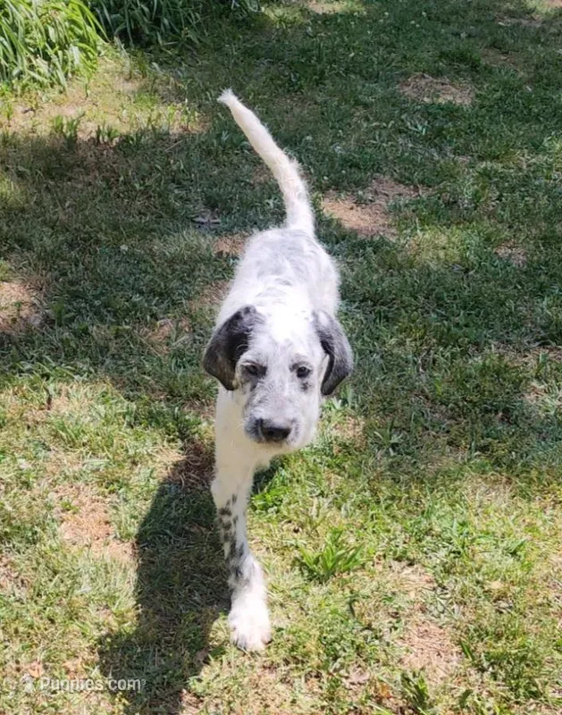 Fidget SPRING SPECIAL  – Poodle - Standard  puppy for sale in Toccoa, GA
