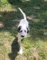 Fidget , a male Poodle - Standard  for sale in Toccoa, GA – Photo 1 of 9