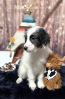 Puppy #15  😍 Panda 🐼 , a male Sheepadoodle for sale in Toccoa, GA – 4 of 10
