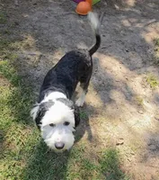 Penelope , a female Sheepadoodle for sale in Toccoa, GA – 2 of 4